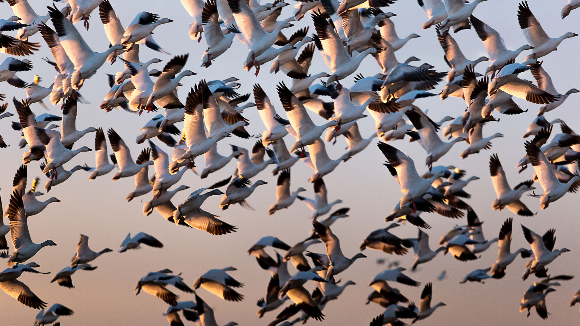 Snow geese